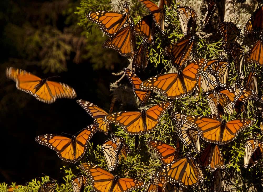 Monarch Patterns Are Changing – Here’s Why