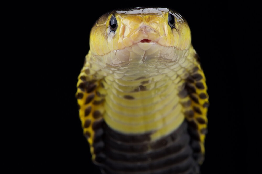 The Most Venomous Snakes On Planet Earth Today