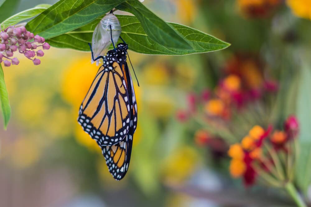 Monarch Patterns Are Changing – Here’s Why