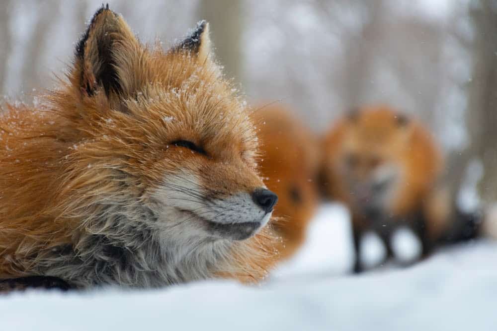 New Species Living in Fukushima, Japan’s Nuclear Accident Zone