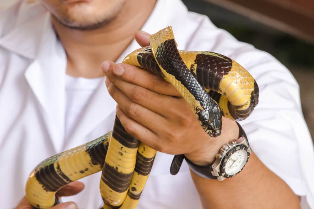 The Most Venomous Snakes On Planet Earth Today