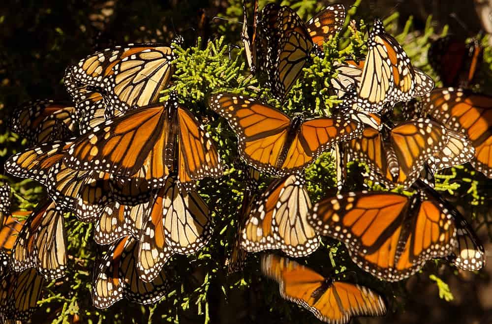 Monarch Patterns Are Changing – Here’s Why