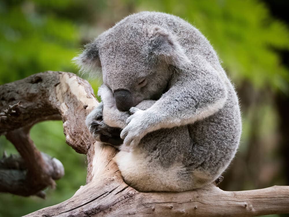 Times Koalas Were Anything But Cute