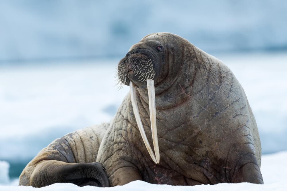 35 Amazing Animals that Live in the Coldest Waters Around the World