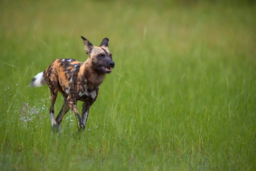 The Fastest Animals on the Planet Today