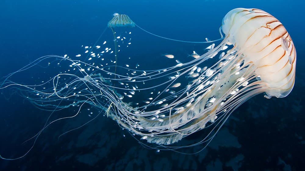 Jellyfish Snot Can Sting a Human Without Even Touching Skin