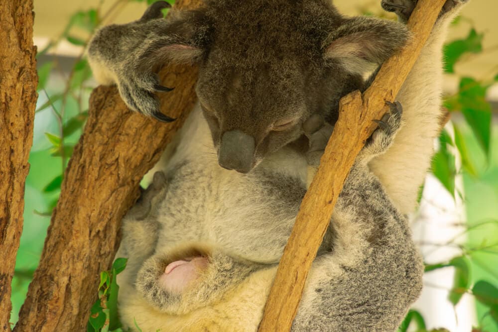 Times Koalas Were Anything But Cute