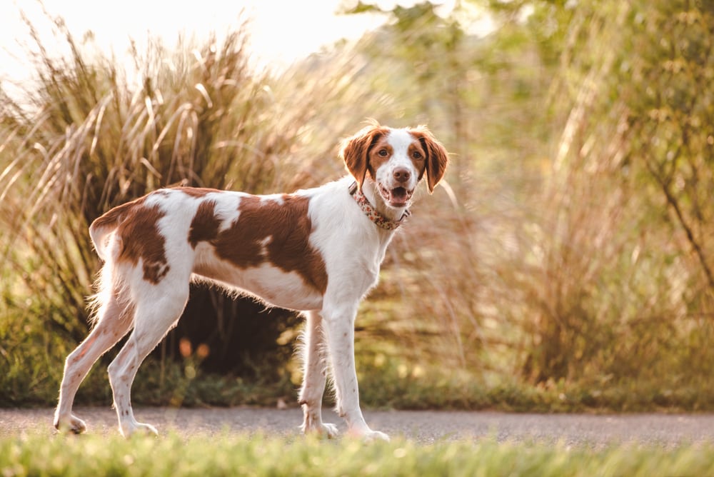 These Dog Breeds Have Evolved to be the Most Elite