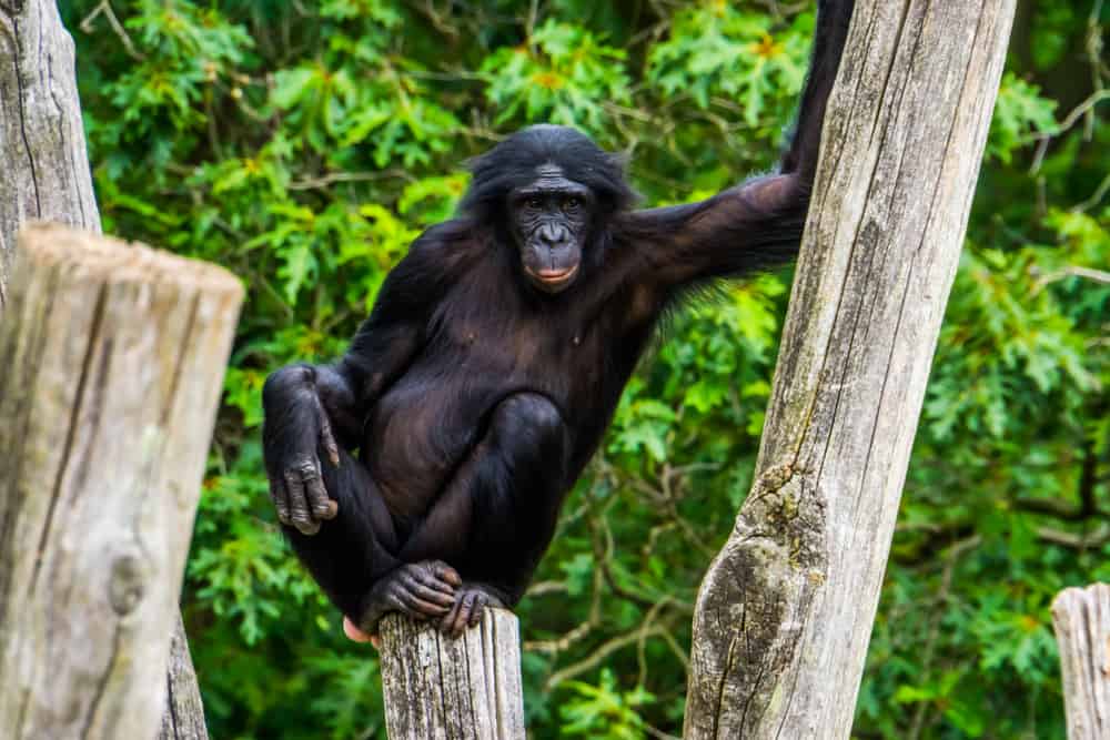 Astounding Facts About Primates that Never Cease to Amaze