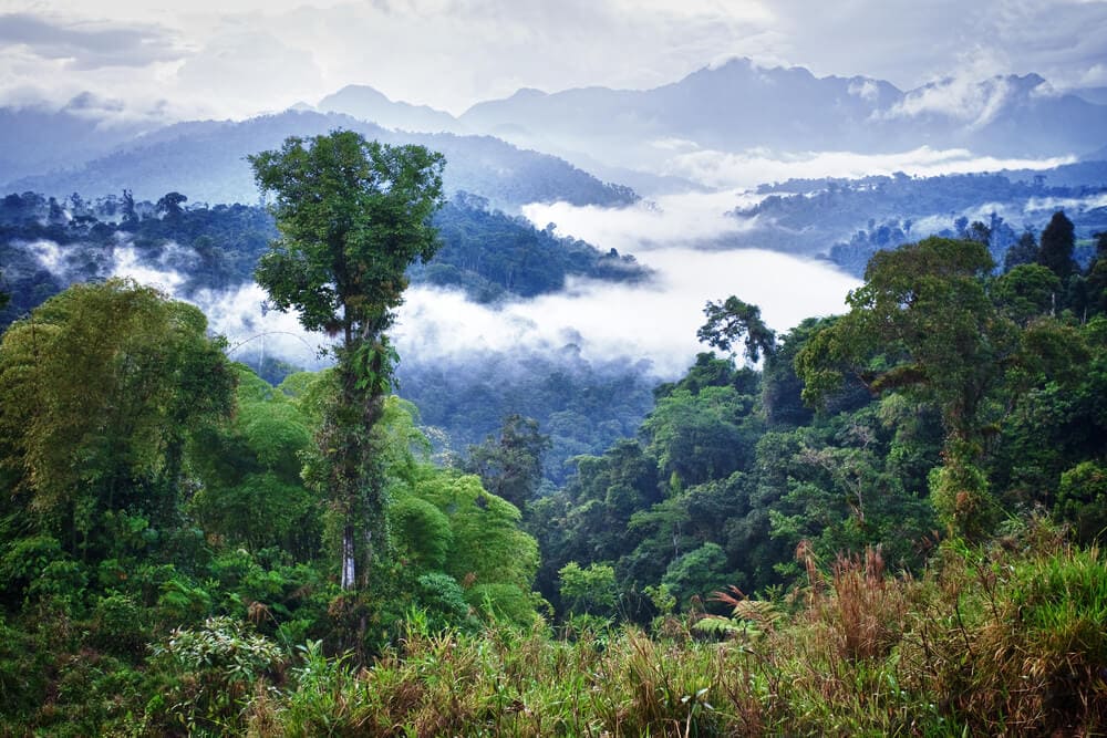 Amazing Creatures Found in the World’s Largest Rainforest