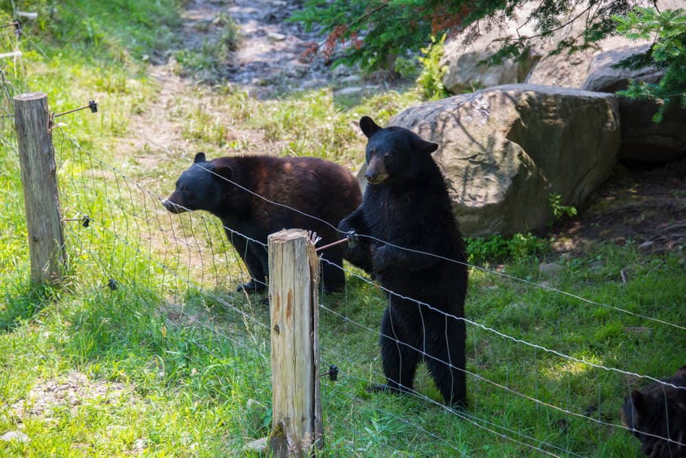 The Worst Things That Ever Happened At Zoos