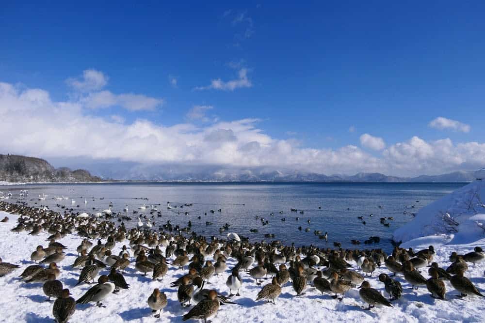 New Species Living in Fukushima, Japan’s Nuclear Accident Zone