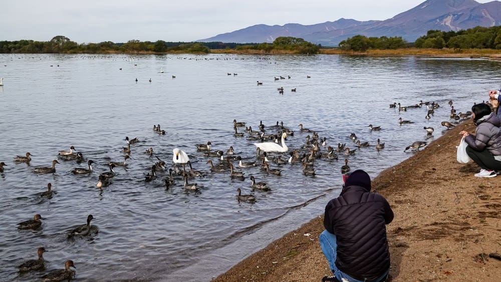 New Species Living in Fukushima, Japan’s Nuclear Accident Zone