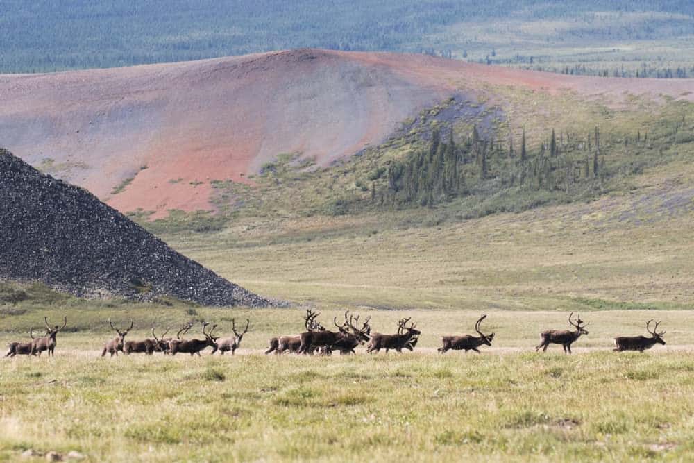 Wildlife in Alaska Puts the Continental US to Shame