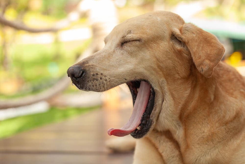 The Science Behind Why Yawning Is ‘Contagious’