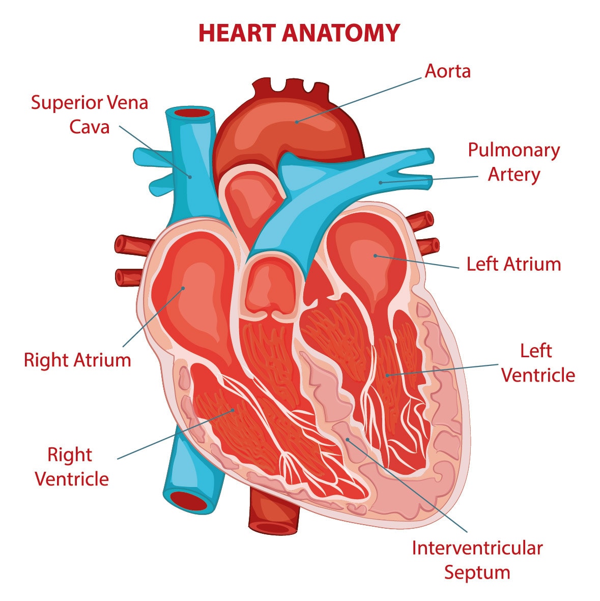 The Human Heart Explained So That Even A 5 Year Old Can Understand