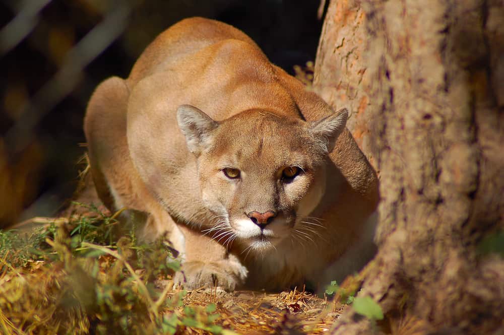 Terrifying Trail Cam Footage that Will Scare Anybody