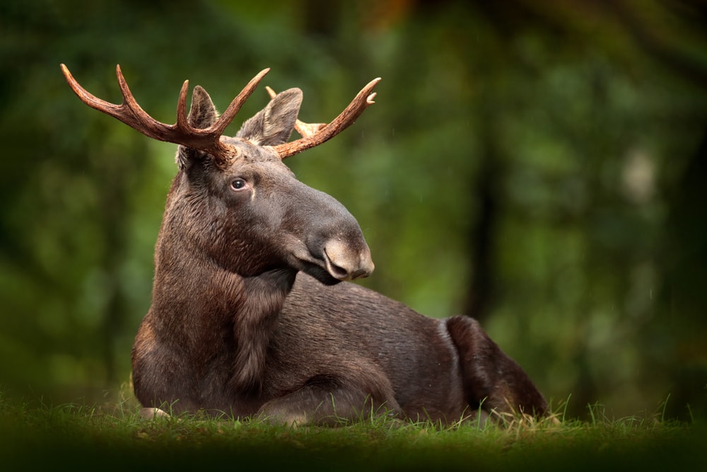 The Most Dangerous Animals In The World and Where They Like To Lurk