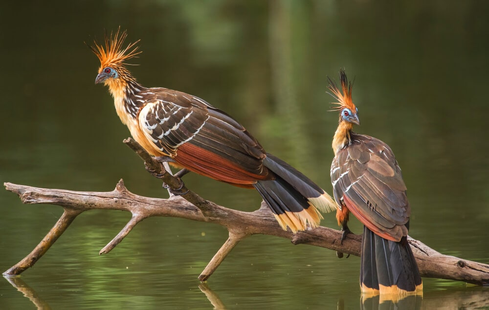 25 Incredible Bird Species Of The Amazon