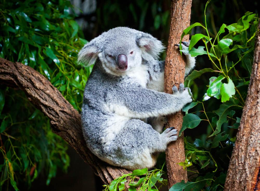 Times Koalas Were Anything But Cute