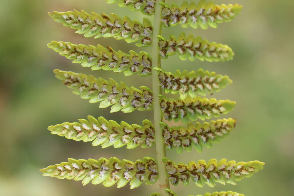 A Natural Science Enthusiast’s Guide to Medicinal Plants