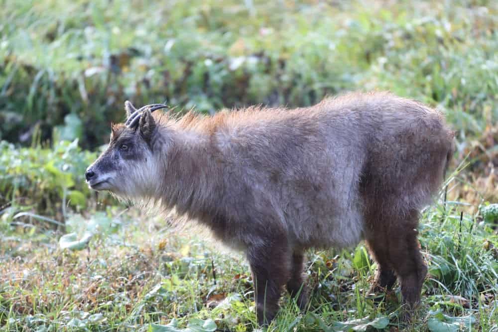 New Species Living in Fukushima, Japan’s Nuclear Accident Zone