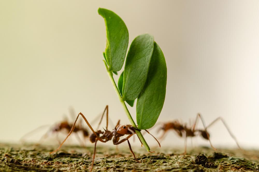 Here’s How Ants and Other Animals Find Their Way Home