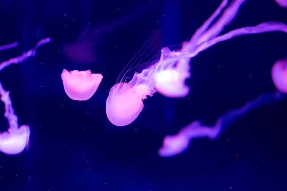 Jellyfish Snot Can Sting a Human Without Even Touching Skin