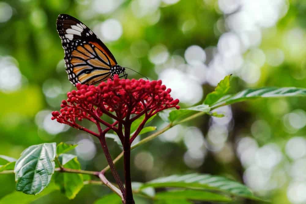 Monarch Patterns Are Changing – Here’s Why