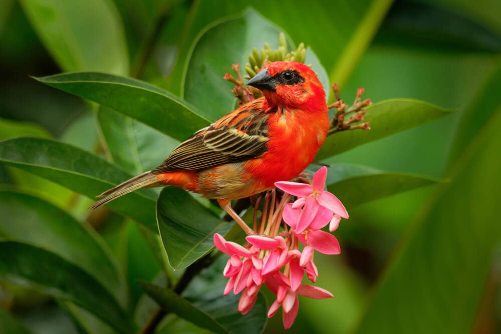 Some of these Majestic Animals Can Only be Found in Madagascar