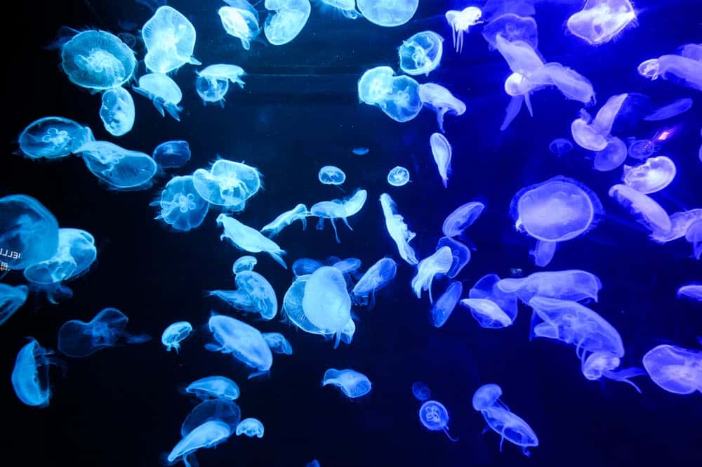 Jellyfish Snot Can Sting a Human Without Even Touching Skin