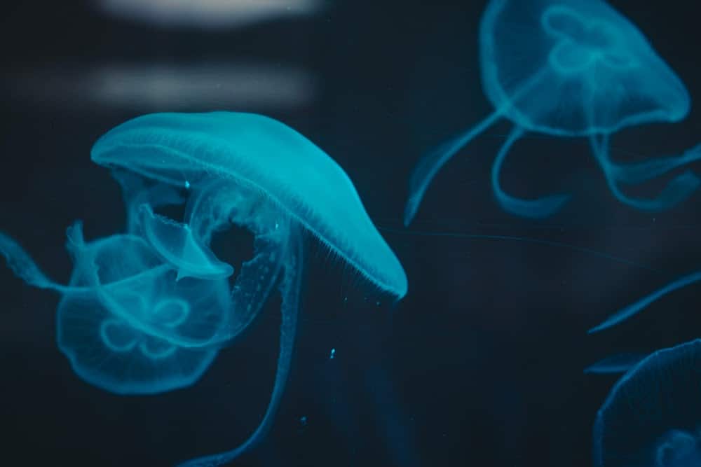 Jellyfish Snot Can Sting a Human Without Even Touching Skin