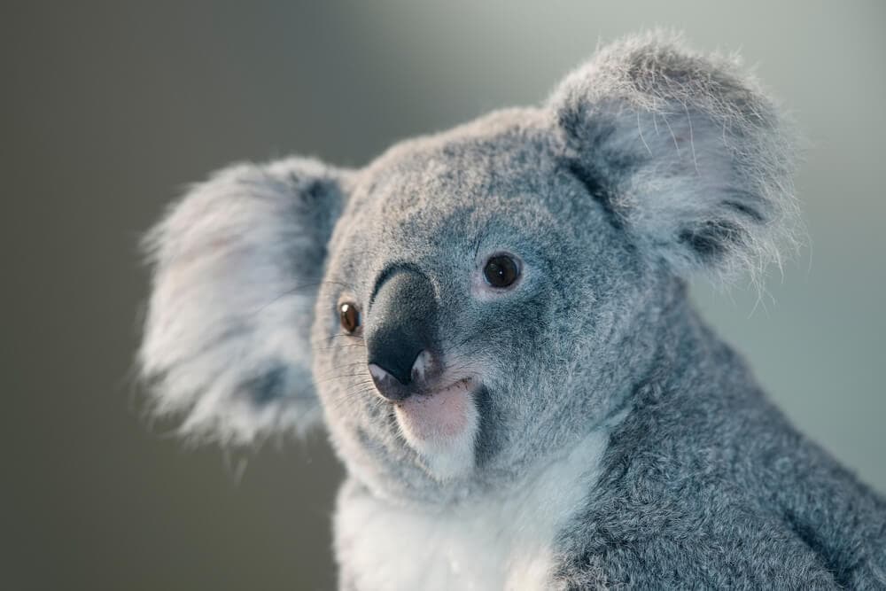 Times Koalas Were Anything But Cute