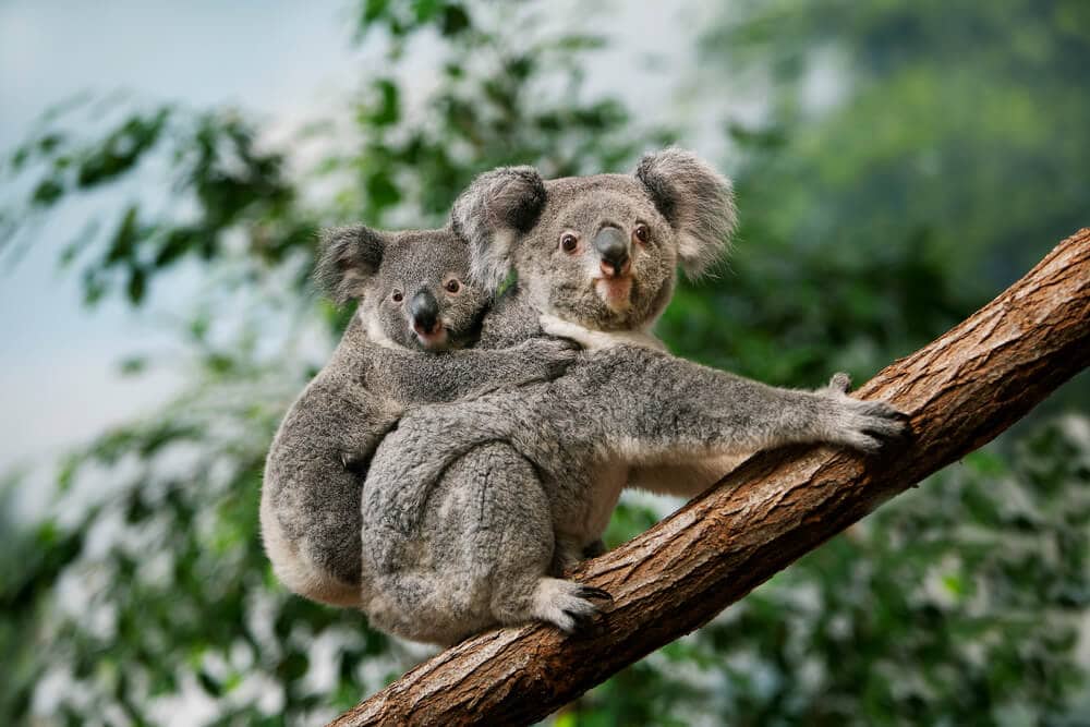 Times Koalas Were Anything But Cute