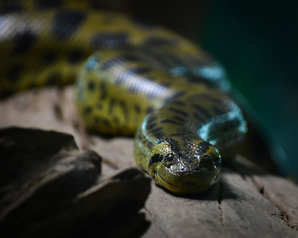 Amazing Creatures Found in the World’s Largest Rainforest