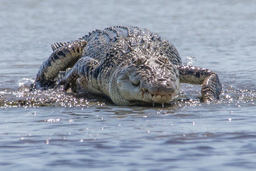 Why Saltwater Crocodiles Are The Scariest Reptile Alive