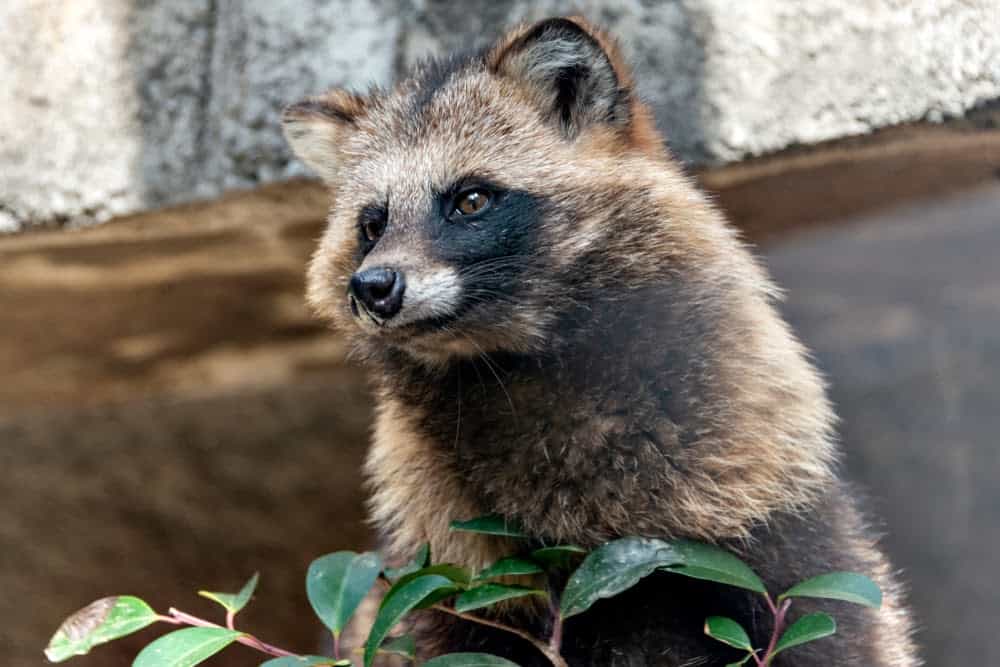 New Species Living in Fukushima, Japan’s Nuclear Accident Zone