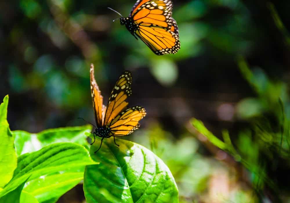 Monarch Patterns Are Changing – Here’s Why