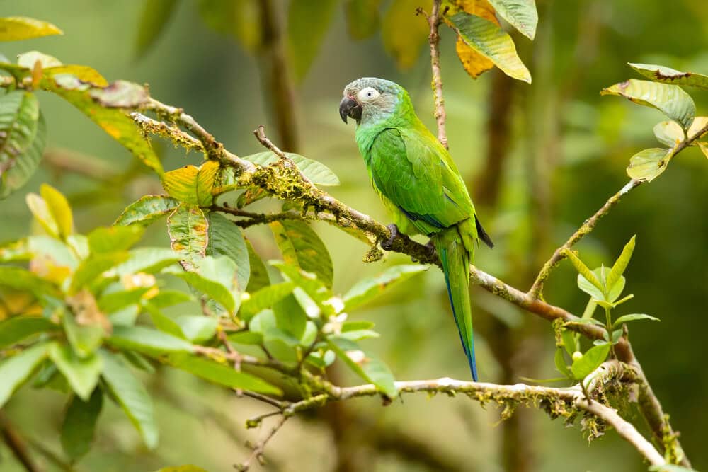 25 Incredible Bird Species Of The Amazon