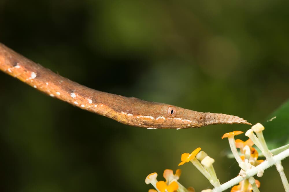 Some of these Majestic Animals Can Only be Found in Madagascar