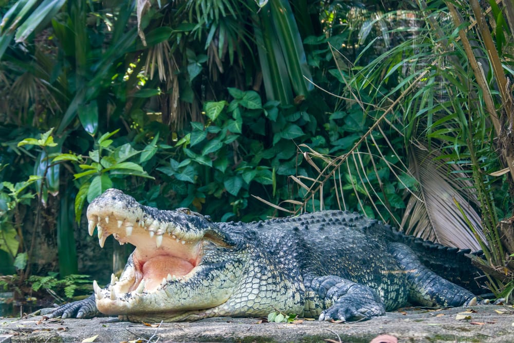 Why Saltwater Crocodiles Are The Scariest Reptile Alive