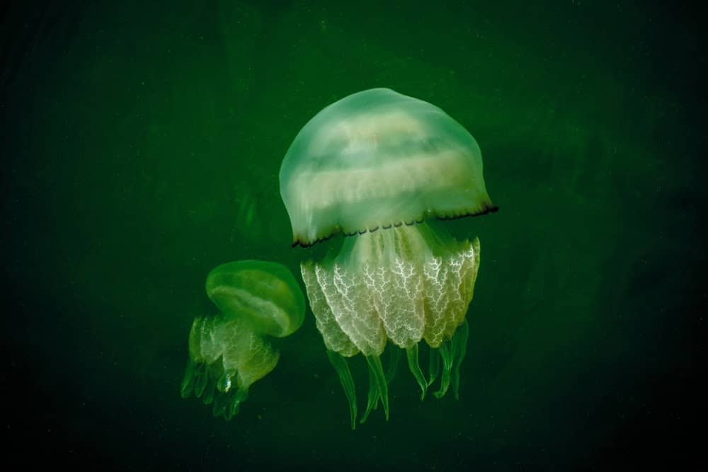 Jellyfish Snot Can Sting a Human Without Even Touching Skin