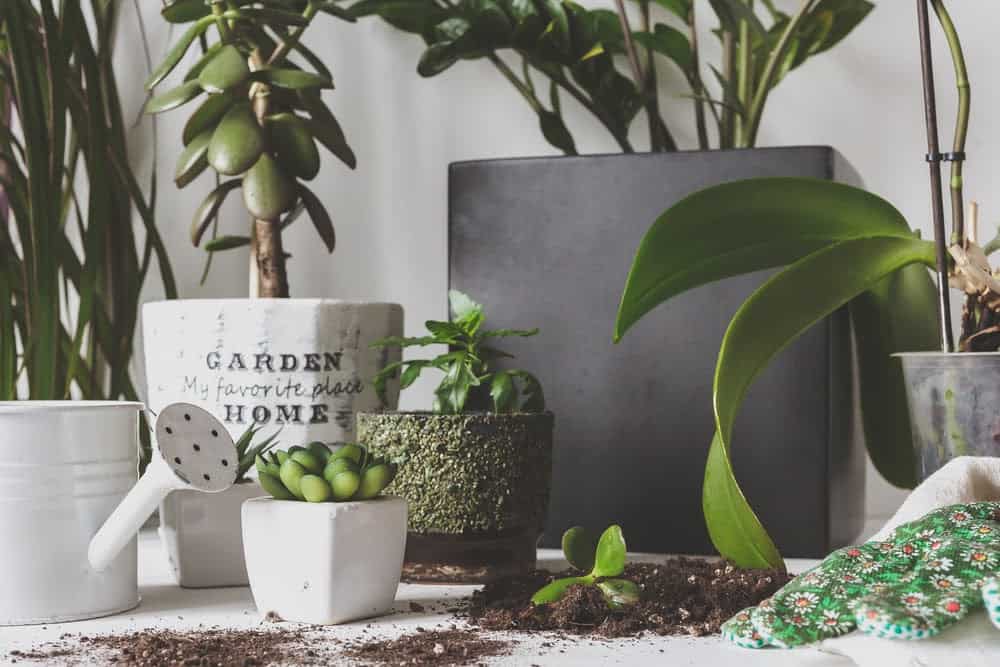 Exploring If Indoor Plants Really Improve Air Quality