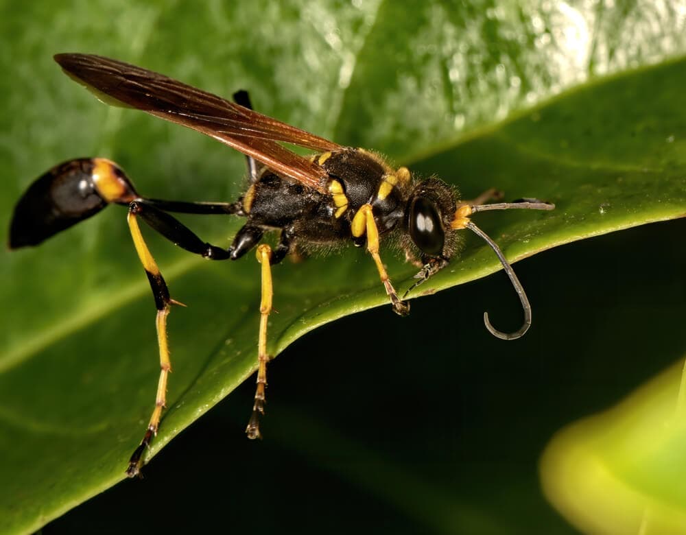 Terrifying Bees & Wasps That Will Keep You Indoors