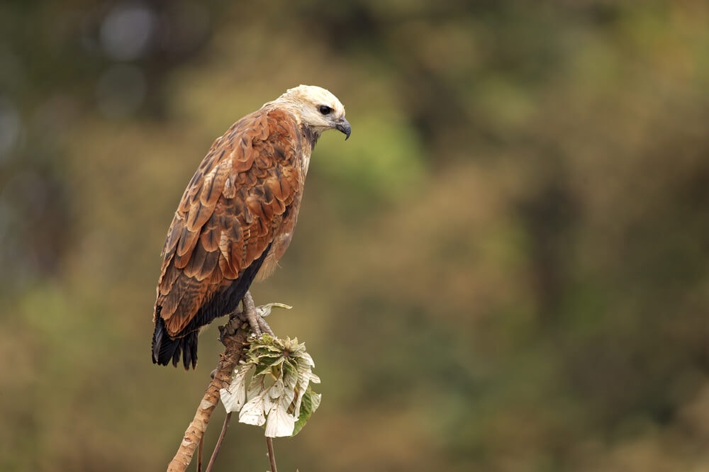 25 Incredible Bird Species Of The Amazon