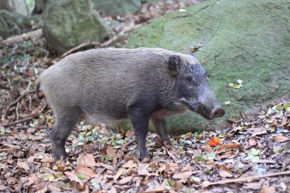 New Species Living in Fukushima, Japan’s Nuclear Accident Zone