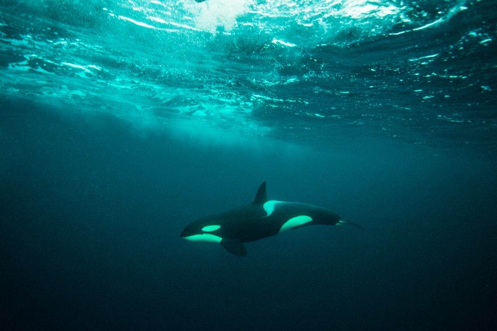 Why Orcas are the Scariest Predator in the Sea