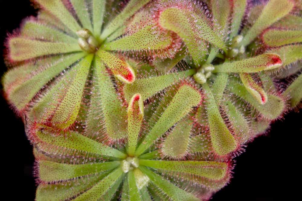 38 of the Strangest Plant Species 