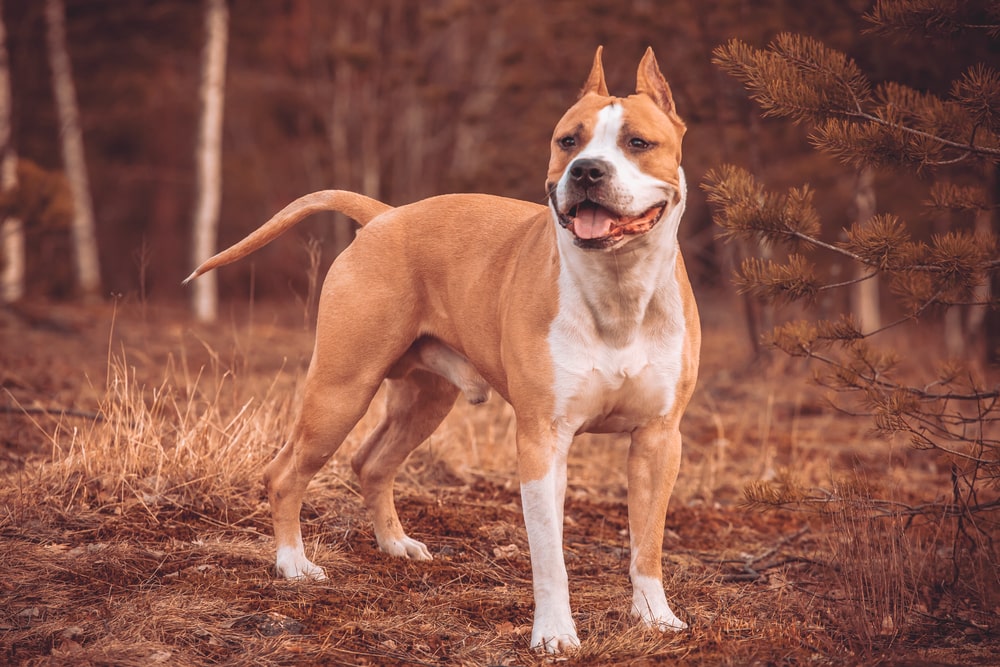 These Dog Breeds Have Evolved to be the Most Elite