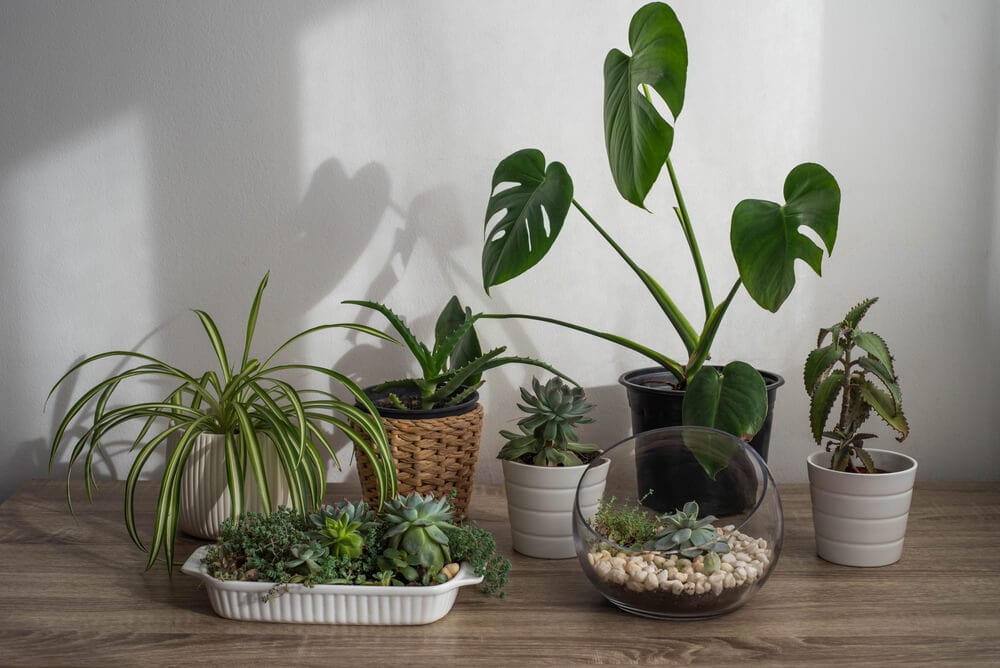 Exploring If Indoor Plants Really Improve Air Quality